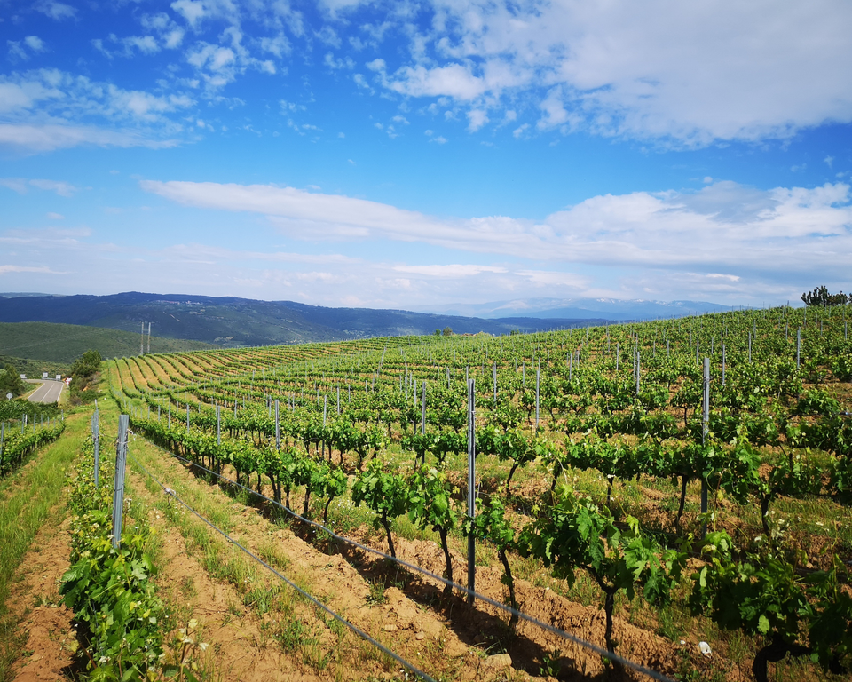 Bottoms Up: The Best Breweries, Wineries & Distilleries on the Gold Coast